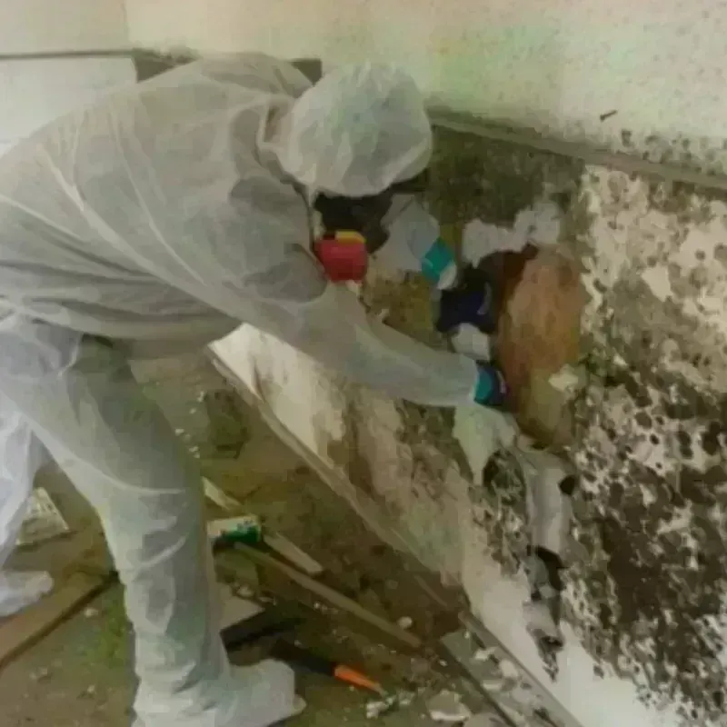 Mold Remediation and Removal in Winner, SD